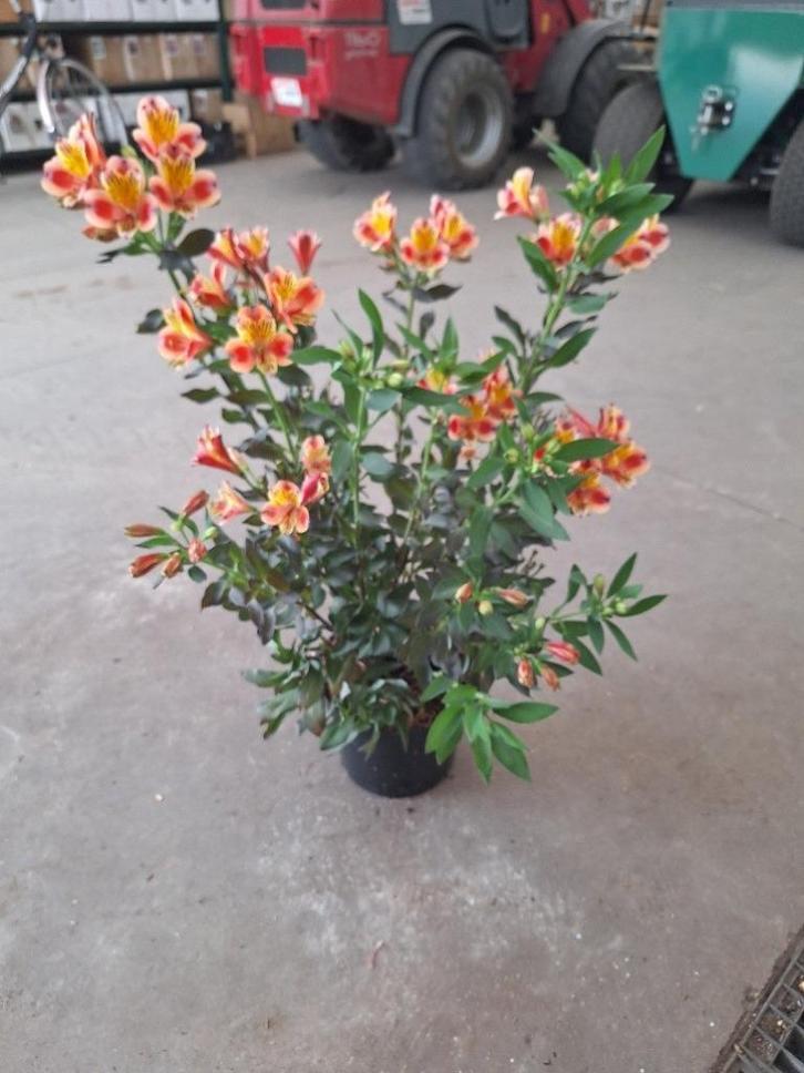 Alstroemeria en Allium, Tuin en Terras, Planten | Tuinplanten, Vaste plant, Ophalen of Verzenden