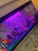 aguarium alles 120/40/50, Dieren en Toebehoren, Vissen | Aquaria en Toebehoren, Ophalen of Verzenden, Zo goed als nieuw