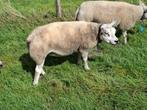 Mooie texelooi te koop, Vrouwelijk, Schaap, 0 tot 2 jaar
