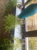 hangplanten te koop, Ophalen