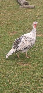 Kalkoen, Dieren en Toebehoren