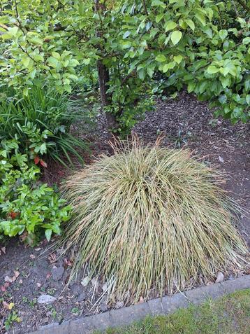 Siergras - Carex comans, Tuin en Terras, Ophalen