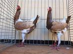 Huhnscheck  bruin, Dieren en Toebehoren