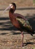 Amerikaans witgezicht ibis, Meerdere dieren, Geringd, Tropenvogel