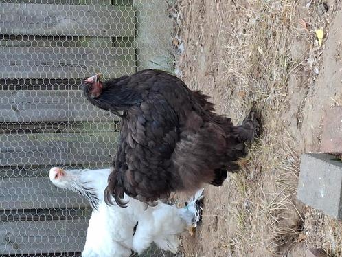 Brahma en cochin groothoen hennen, Dieren en Toebehoren, Pluimvee, Kip, Vrouwelijk