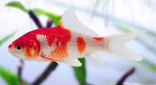 Goudvis & Sarasa - Carassius auratus, Dieren en Toebehoren, Vissen | Vijvervissen, Goudvis(sen)