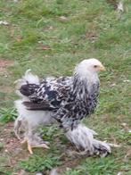 Jonge brahma zalm haantjes te koop, Mannelijk, Kip