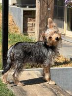 Chiots Yorkshire, Animaux & Accessoires, Chiens | Jack Russell & Terriers, Yorkshire Terrier, Plusieurs, Parvovirose, Belgique