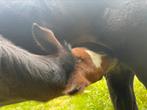Knap all round veulen gefokt, Dieren en Toebehoren, Paarden, Niet van toepassing, Dressuurpaard, 0 tot 2 jaar, Hengst