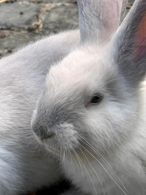 1 blauw sable point voedster Duitse reus, Dieren en Toebehoren, Konijnen