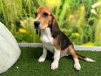 Chiot Beagle, Beagle, Chien (mâle), Parvovirose, Belgique