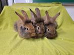 Jonge konijnen kruising Gents baardkonijn, Dieren en Toebehoren, Konijnen, Meerdere dieren, Middelgroot, 0 tot 2 jaar