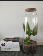 Stolpvaas / terrarium glas (zonder plant), Huis en Inrichting, Ophalen, Zo goed als nieuw