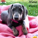 "Nina" Teckel Korthaar - lief en klein prinsesje, 15 weken tot 1 jaar, Handelaar, Dwerg, Eén hond