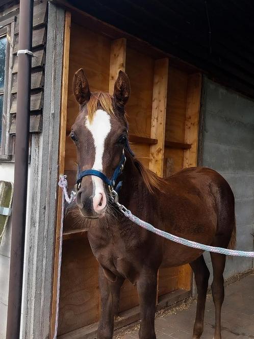 Veulen tekoop moet deze week weg, Dieren en Toebehoren, Pony's, Hengst