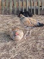 Haantje, Mannelijk, Kip