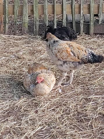 Haantje beschikbaar voor biedingen