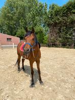 Gezocht: halve stal, Dieren en Toebehoren, Paarden