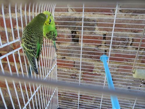 parkieten, grote kooi met accessoires, Dieren en Toebehoren, Vogels | Parkieten en Papegaaien, Parkiet