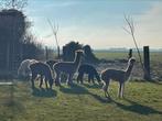 Alpaca’s te koop, Meerdere dieren