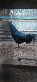 Broedeieren Cemani