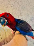 EDELPAPEGAAI  (TAM), Dieren en Toebehoren, Tam