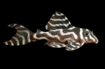 L173 b pleco beschikbaar voor biedingen