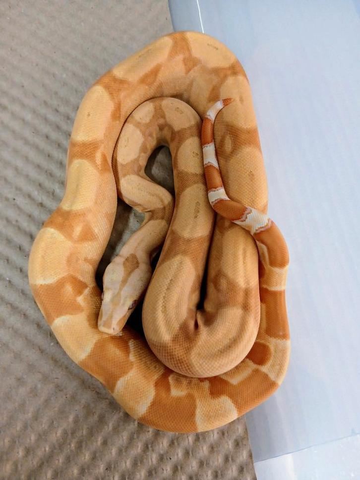 Boa bci : Sunglow RLT 100% het anery 2025 vrouwtje., Dieren en Toebehoren, Reptielen en Amfibieën, Slang, 0 tot 2 jaar, Tam