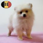 Kleine Keesjes - Belgische pups te koop, Dieren en Toebehoren, Honden | Poolhonden, Keeshonden en Oertypen, België, 15 weken tot 1 jaar