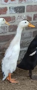 Indische loopeend, Mâle, Canard