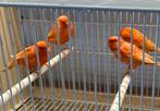Kanaries  rood 2025, Dieren en Toebehoren, Meerdere dieren, Kleurkanarie