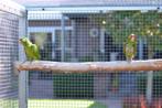 Finsch aratinga, Meerdere dieren, Parkiet, Geringd