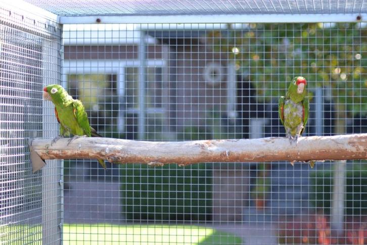 Finsch aratinga, Dieren en Toebehoren, Vogels | Parkieten en Papegaaien, Parkiet, Meerdere dieren, Geringd