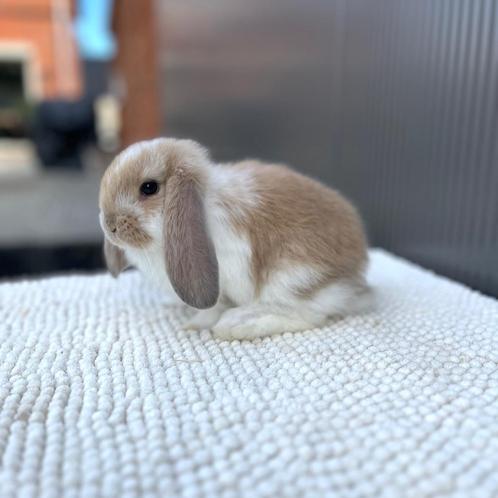 Franse Hangoor rammetje, Animaux & Accessoires, Lapins, Grand, Mâle, 0 à 2 ans, Oreilles tombantes