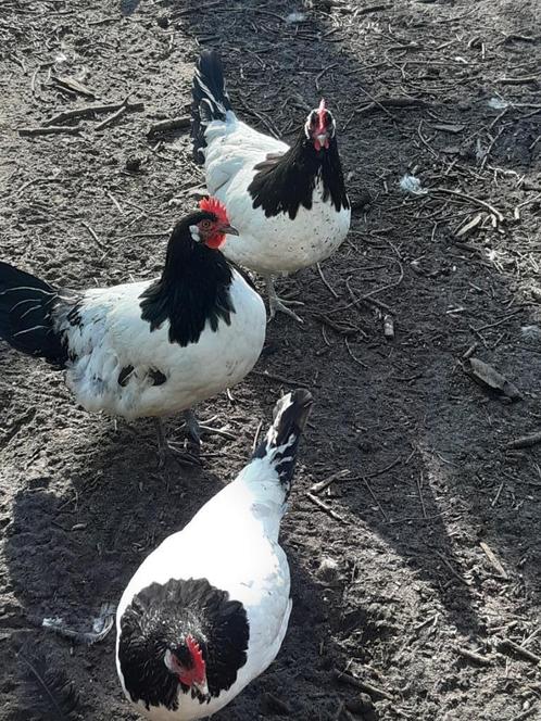 lakenvelder, Dieren en Toebehoren, Pluimvee, Kip, Geslacht onbekend
