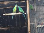 Koppel conclurry parkieten, Dieren en Toebehoren