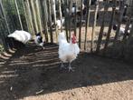 Haan poule de bress, Dieren en Toebehoren, Mannelijk, Kip
