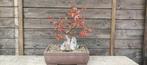Pre bonsai acer palmatum op steen, Tuin en Terras, Planten | Bomen, In pot, Halfschaduw, Lente, Minder dan 100 cm
