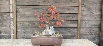 Pre bonsai acer palmatum op steen beschikbaar voor biedingen
