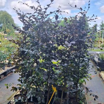 Beukenhaag in pot  beschikbaar voor biedingen