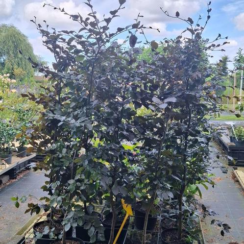 Beukenhaag in pot, Tuin en Terras, Planten | Struiken en Hagen, Haag, Beukenhaag, 100 tot 250 cm, Ophalen