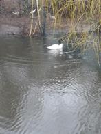 Zwarthals zwaan zwanen, Dieren en Toebehoren, Pluimvee