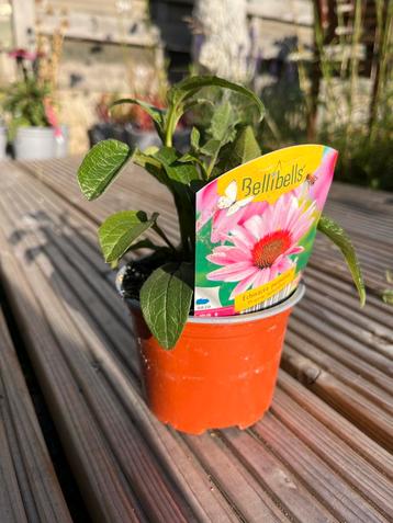 Echinacea prairie splendor P10,5cm beschikbaar voor biedingen