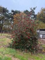 Gratis taxus en hulst, Ophalen, Hulst, Haag