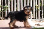 Prachtige Welsh terriër pups, Dieren en Toebehoren, Honden | Jack Russells en Terriërs, België, Overige rassen, CDV (hondenziekte)