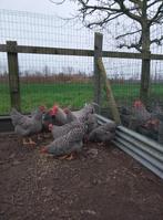 Broedeieren Amrock, Dieren en Toebehoren