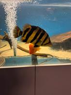 Datnioides sumatra 4 bar