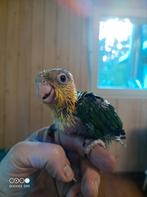 Handtamme groendij en roestkop en zwartkop  caiques, Dieren en Toebehoren, Vogels | Parkieten en Papegaaien