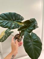 Alocasia yucatan princes variegata, Ophalen of Verzenden