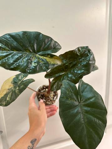 Alocasia yucatan princes variegata beschikbaar voor biedingen